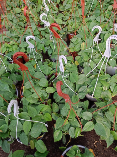 Philodendro Cordatum Filodendro Planta Interior Colgante  3