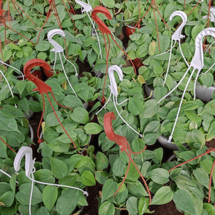 Philodendro Cordatum Filodendro Planta Interior Colgante  3