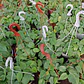 Philodendro Cordatum Filodendro Planta Interior Colgante  - Miniatura 3
