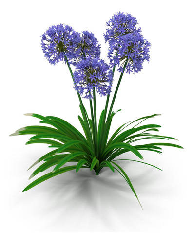 Agapanthus Agapanto Lirio Africano Arbusto Ornamental 1