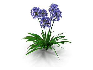 Agapanthus Agapanto Lirio Africano Arbusto Ornamental