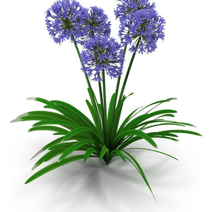 Agapanthus Agapanto Lirio Africano Arbusto Ornamental 1