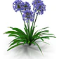 Agapanthus Agapanto Lirio Africano Arbusto Ornamental - Miniatura 1