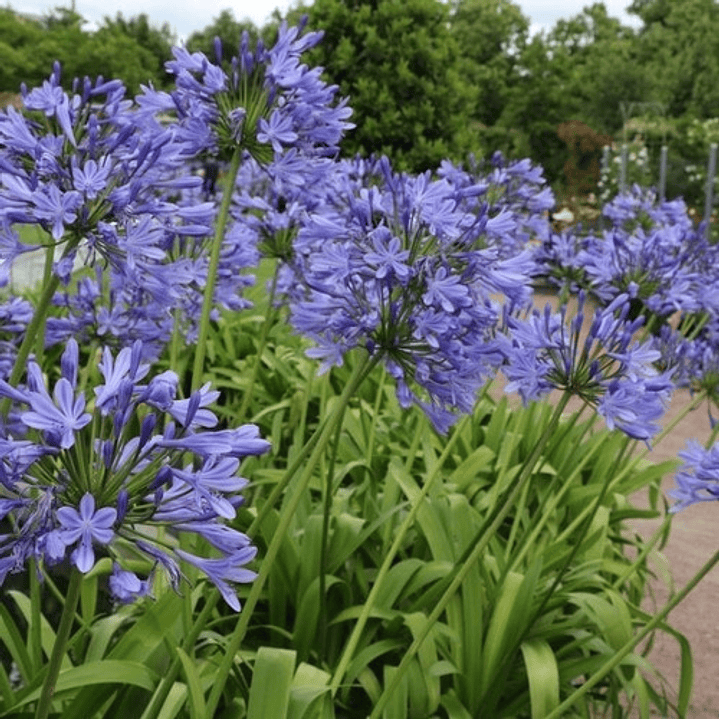 Agapanthus Agapanto Lirio Africano Arbusto Ornamental 2