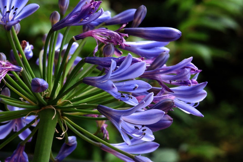 Agapanthus Agapanto Lirio Africano Arbusto Ornamental 3