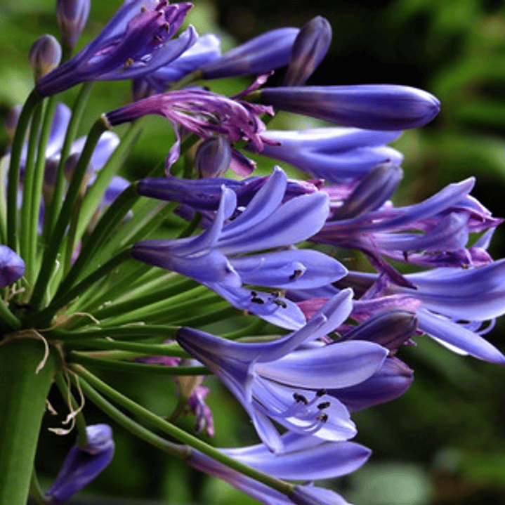 Agapanthus Agapanto Lirio Africano Arbusto Ornamental 3