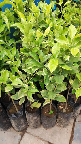 Limonero Variegado Frutal Injertado 1