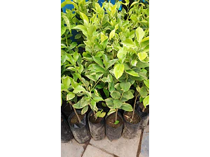Limonero Variegado Frutal Injertado