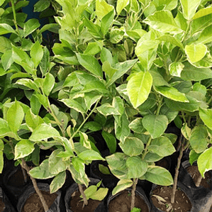 Limonero Variegado Frutal Injertado