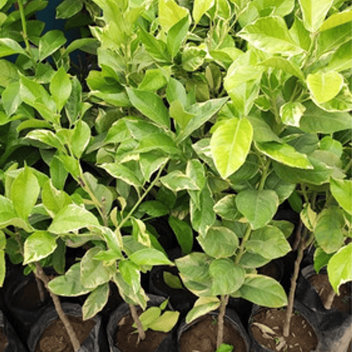 Limonero Variegado Frutal Injertado 1