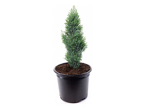 Pino Elwoodii / Pino Azul Woody / Árbol Planta Ornamental