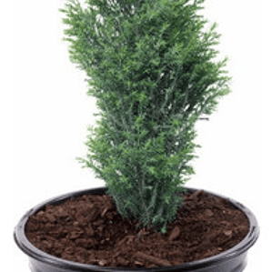 Pino Elwoodii / Pino Azul Woody / Árbol Planta Ornamental