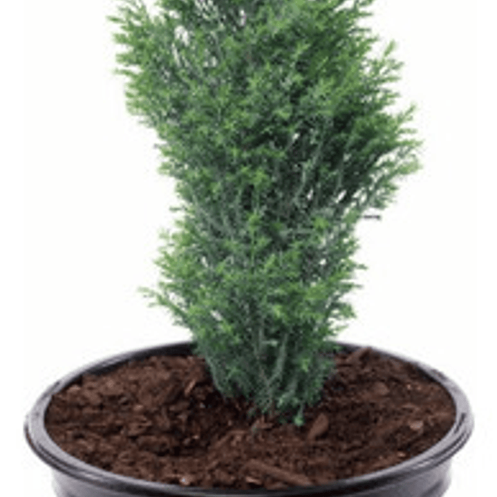 Pino Elwoodii / Pino Azul Woody / Árbol Planta Ornamental 1