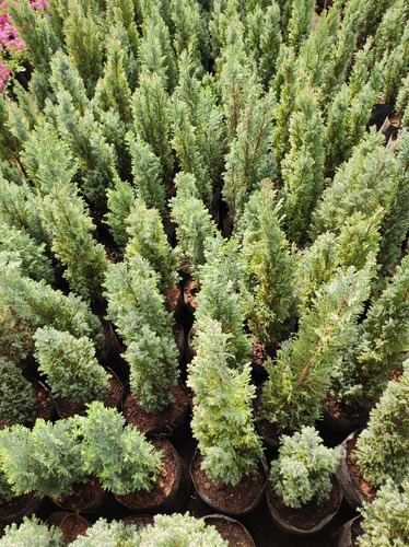 Pino Elwoodii / Pino Azul Woody / Árbol Planta Ornamental 2