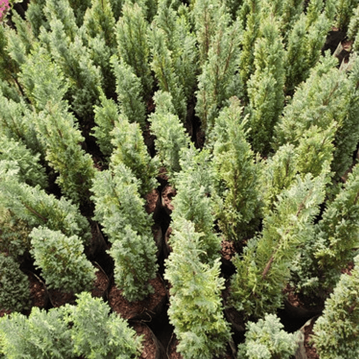 Pino Elwoodii / Pino Azul Woody / Árbol Planta Ornamental 2