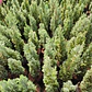 Pino Elwoodii / Pino Azul Woody / Árbol Planta Ornamental - Miniatura 2