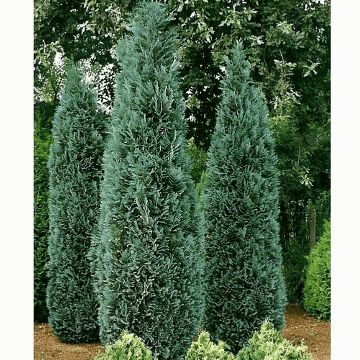 Pino Elwoodii / Pino Azul Woody / Árbol Planta Ornamental 3
