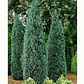 Pino Elwoodii / Pino Azul Woody / Árbol Planta Ornamental - Miniatura 3