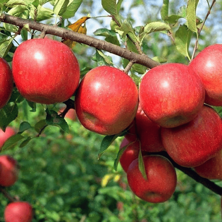 Manzano Fuji Árbol Frutal Injertado 3