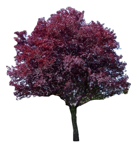Ciruelo Rojo Xl 2,5 M Prunus Pisardi Arbol Injertado 1