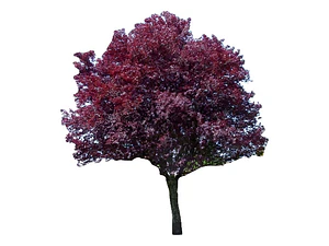Ciruelo Rojo Xl 2,5 M Prunus Pisardi Arbol Injertado