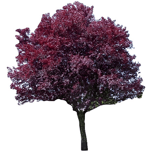 Ciruelo Rojo Xl 2,5 M Prunus Pisardi Arbol Injertado