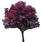 Ciruelo Rojo Xl 2,5 M Prunus Pisardi Arbol Injertado - Miniatura 1