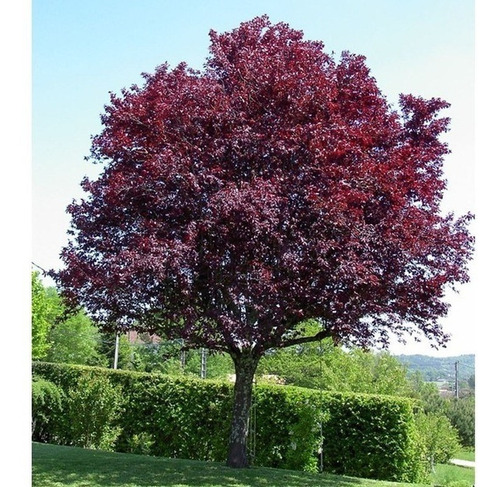 Ciruelo Rojo Xl 2,5 M Prunus Pisardi Arbol Injertado 2