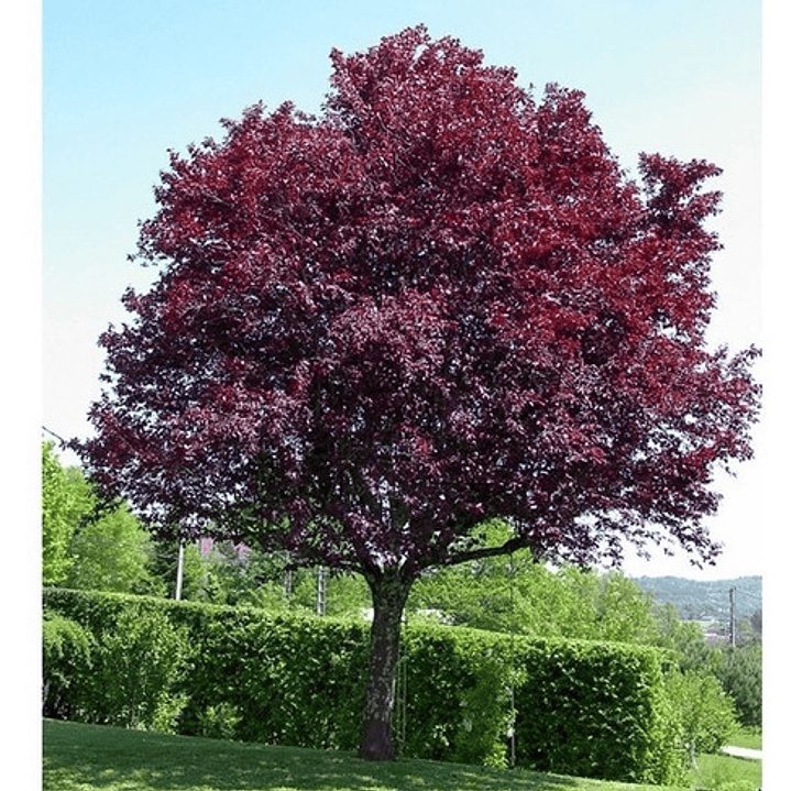 Ciruelo Rojo Xl 2,5 M Prunus Pisardi Arbol Injertado 2