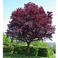 Ciruelo Rojo Xl 2,5 M Prunus Pisardi Arbol Injertado - Miniatura 2