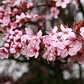 Ciruelo Rojo Xl 2,5 M Prunus Pisardi Arbol Injertado - Miniatura 3