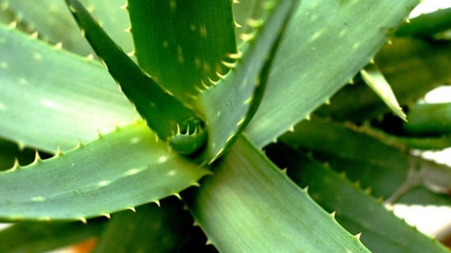 Aloe Vera Planta Suculenta Medicinal Ornamental 1