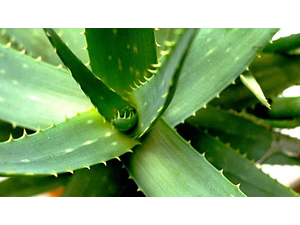 Aloe Vera Planta Suculenta Medicinal Ornamental