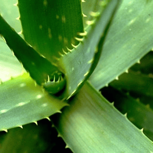 Aloe Vera Planta Suculenta Medicinal Ornamental