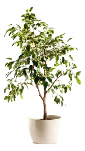 Ficus Benjamina L 1 M Planta Interior Ornamental 1