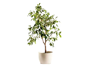 Ficus Benjamina L 1 M Planta Interior Ornamental