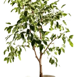 Ficus Benjamina L 1 M Planta Interior Ornamental