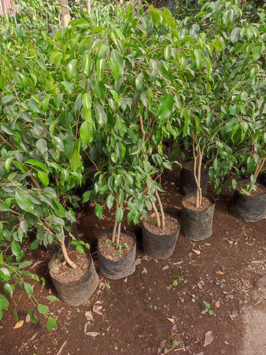 Ficus Benjamina L 1 M Planta Interior Ornamental 2