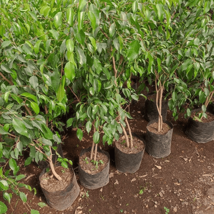 Ficus Benjamina L 1 M Planta Interior Ornamental 2