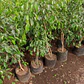 Ficus Benjamina L 1 M Planta Interior Ornamental - Miniatura 2
