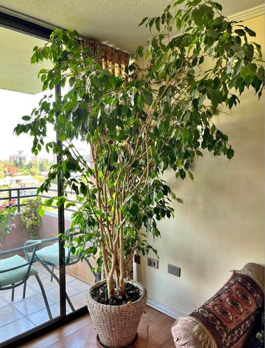 Ficus Benjamina L 1 M Planta Interior Ornamental 3