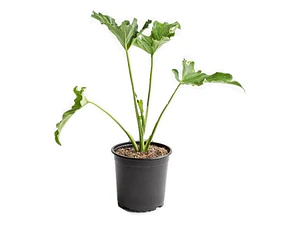 Filodendro Paraguayo Philodendro Planta Interior