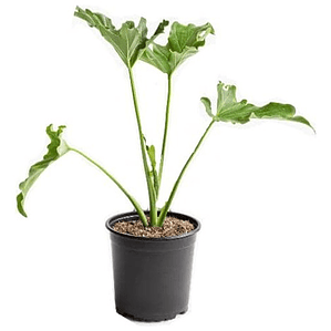 Filodendro Paraguayo Philodendro Planta Interior