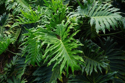Filodendro Paraguayo Philodendro Planta Interior 2