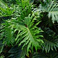 Filodendro Paraguayo Philodendro Planta Interior - Miniatura 2