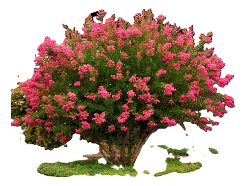 Crespón / Árbol De Júpiter Árbol Ornamental 1