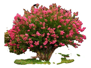 Crespón / Árbol De Júpiter Árbol Ornamental
