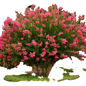 Crespón / Árbol De Júpiter Árbol Ornamental