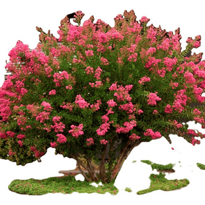 Crespón / Árbol De Júpiter Árbol Ornamental 1