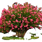 Crespón / Árbol De Júpiter Árbol Ornamental - Miniatura 1